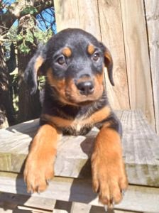 Rottweiler Puppies