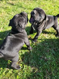 Pure Bred Staffy Puppies
