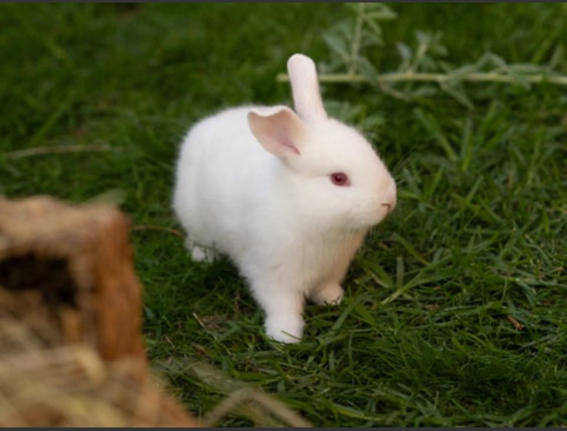 Purebred NZ White Rabbits - photo 1