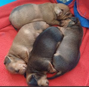 Dachshund Puppies