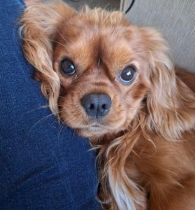 Cavalier Puppies