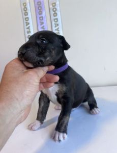 English Bull terrier puppies