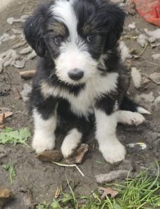 Bearded Collie pups