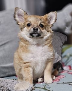 Chihuahua puppy